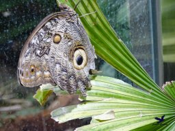 Tiergarten Schönbrunn am 20.10.2025